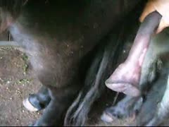 Kinky beastie gal making a horse orgasm
